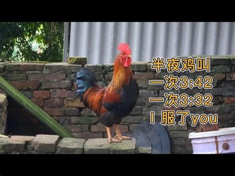 公雞啼鳴意思